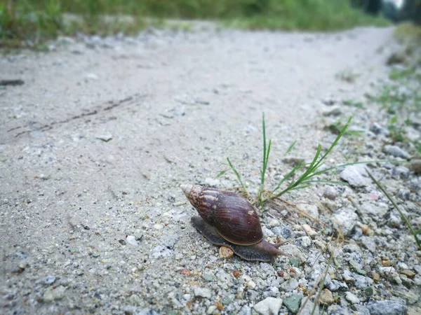 Achatina Fulica Snail Crawling Rural Road — Stock Photo, Image