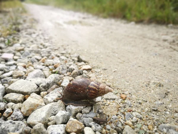 Achatina Fulica Caracol Rastejando Estrada Rural — Fotografia de Stock