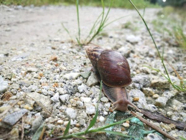 Kırsal Yolda Sürünen Achatina Fulica Salyangozu — Stok fotoğraf