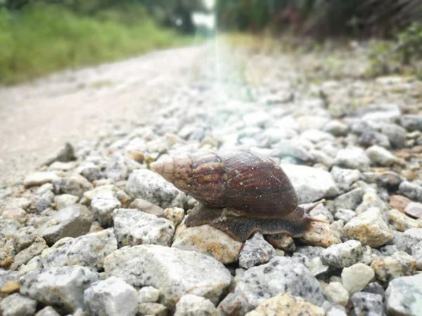 Achatina Fulica Csiga Mászik Vidéki Úton — Stock Fotó