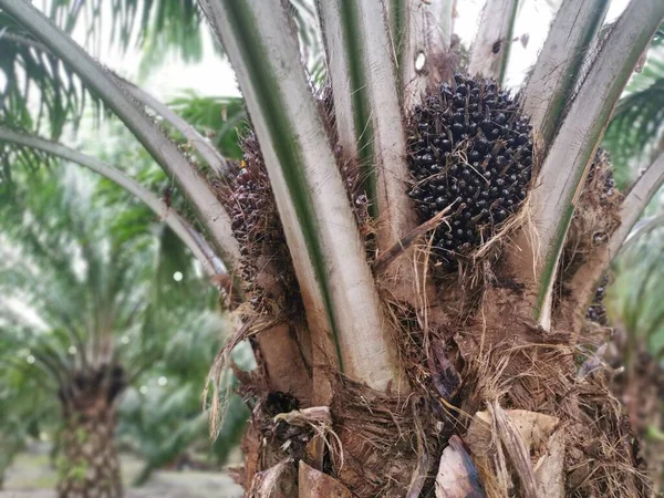 Närbild Ett Kluster Olja Palm Frukt — Stockfoto