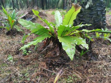 asplenyum nidus yerde yetişiyor.