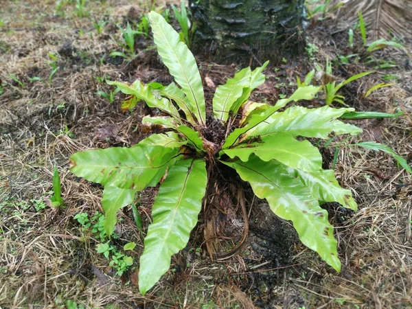 Asplenium Nidus Растущий Земле — стоковое фото