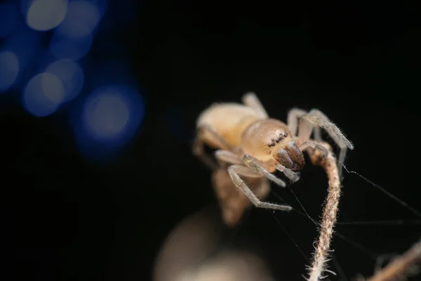 Молодий Павук Лемфа Гілці — стокове фото