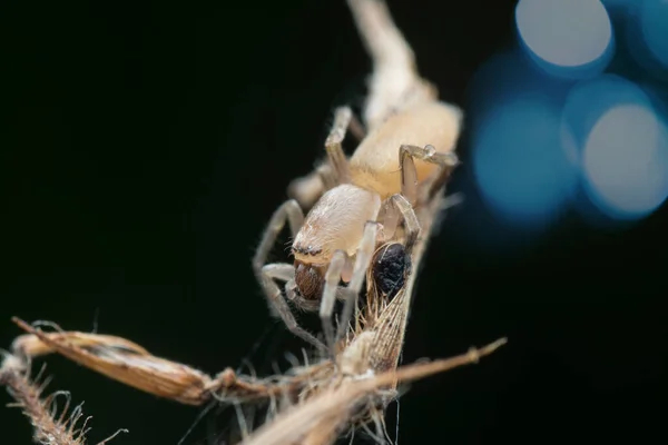 Dal Üzerinde Genç Lenf Küresi Weaver Örümcek — Stok fotoğraf