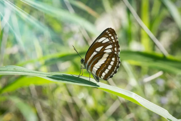 Gros Plan Papillon Veiné Blanc Noir — Photo