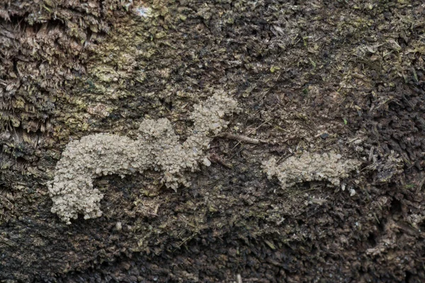 Termití Hnízdo Zamořené Kmen Mrtvého Stromu — Stock fotografie