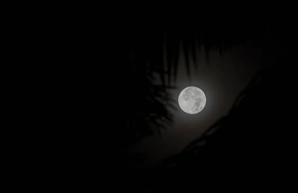 Vendo Lua Noturna Através Silhueta Folhas — Fotografia de Stock