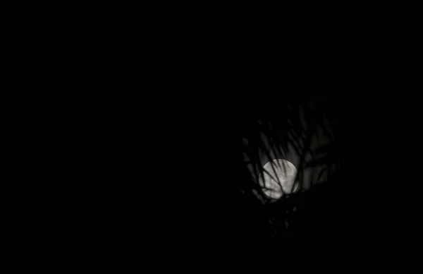 透过树叶的轮廓看夜晚的月亮 — 图库照片