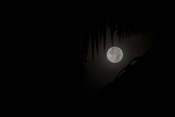 Vendo Lua Noturna Através Silhueta Folhas — Fotografia de Stock