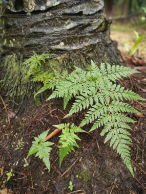Sincap ayağı eğreltiotu palmiye ağacı gövdesinde yetişir.