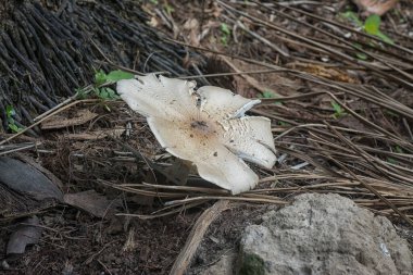 Vahşi doğada yenebilir taze mantarlar.