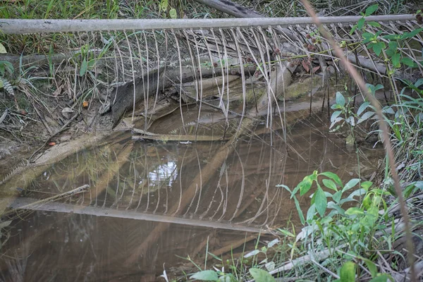 Vit Polyporesvamp Den Döda Grenen Vid Pölen — Stockfoto