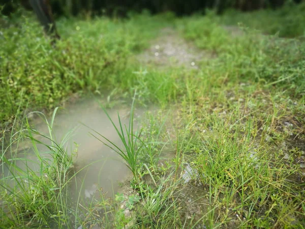 Weg Mit Gräsern Und Unkraut Geflutet — Stockfoto