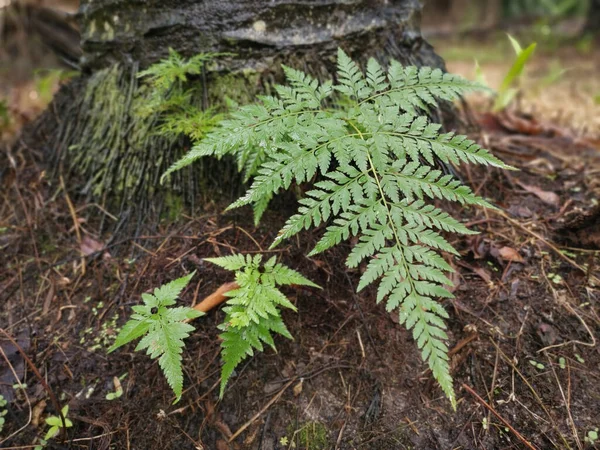 Helecho Pie Ardilla Crece Tronco Del Árbol Aceite Palma — Foto de Stock