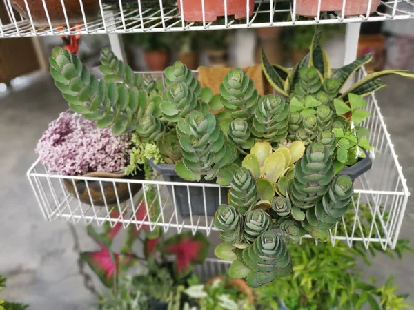 Tiro Cercano Kalanchoe Laxiflora Panadero Planta —  Fotos de Stock