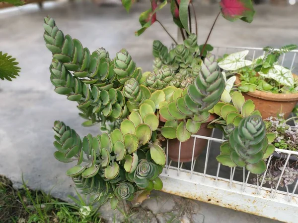 Tiro Cercano Kalanchoe Laxiflora Panadero Planta — Foto de Stock