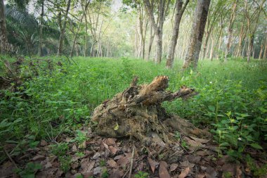 a chunk of dead tree trunk near the rubber estate clipart