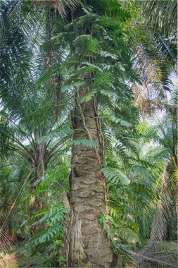 Canavar deliciosa Ağaç gövdesinde sürünüyor