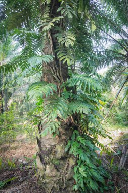 Canavar deliciosa Ağaç gövdesinde sürünüyor