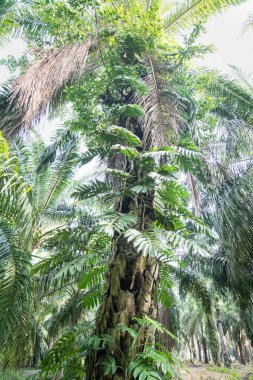 Canavar deliciosa Ağaç gövdesinde sürünüyor