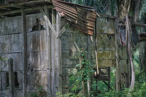 油棕榈产业内废弃的破旧木棚 — 图库照片