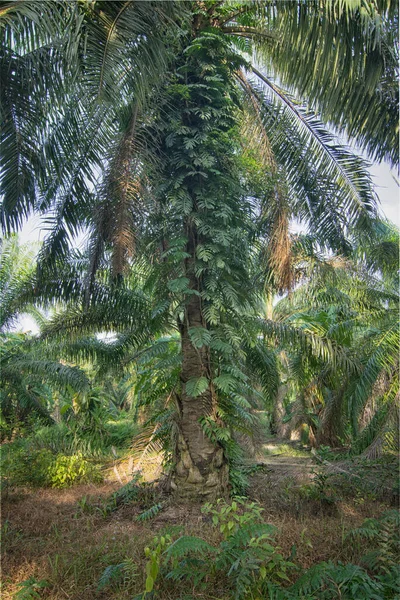 Monstera Deliciosa Rastejando Tronco Árvore — Fotografia de Stock