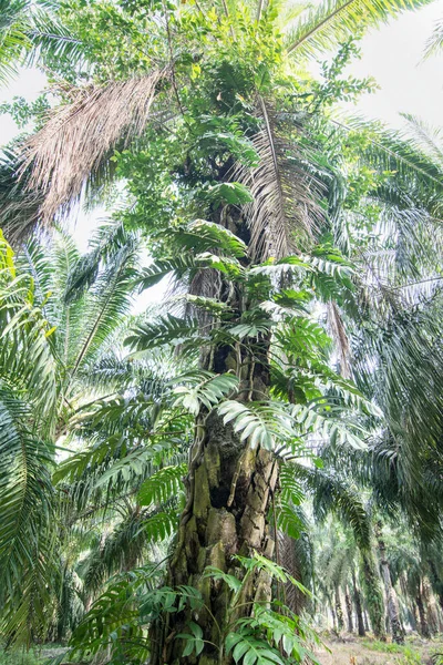 Monstera Deliciosa Mászik Fatörzs — Stock Fotó