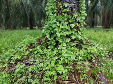 Vahşi tırmanış sahnesi ya da fidanlıkta sarmaşık otu.