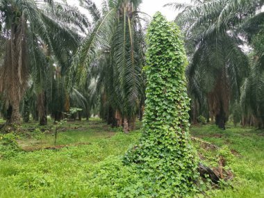 Vahşi tırmanış sahnesi ya da fidanlıkta sarmaşık otu.