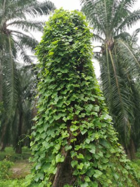 Vahşi tırmanış sahnesi ya da fidanlıkta sarmaşık otu.