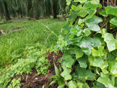 Vahşi tırmanış sahnesi ya da fidanlıkta sarmaşık otu.
