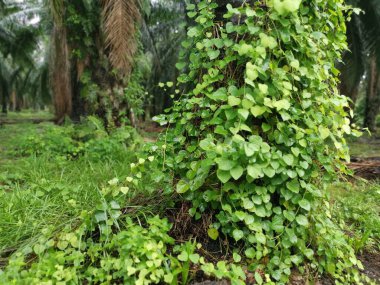 Vahşi tırmanış sahnesi ya da fidanlıkta sarmaşık otu.