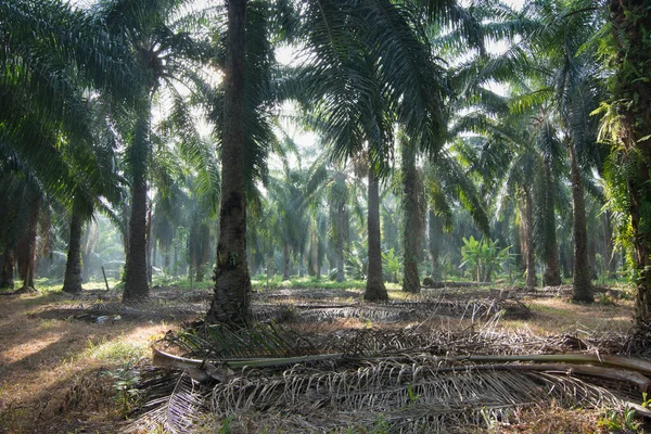 Piękna Scena Wokół Dzikiego Krajobrazu Palmy Olejnej — Zdjęcie stockowe