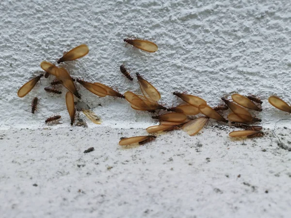 许多白蚁翅昆虫栖息在地板上 — 图库照片