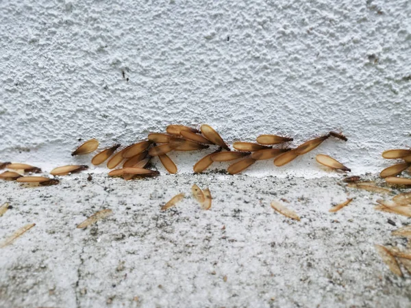 Muchos Alates Termitas Insecto Alado Suelo — Foto de Stock