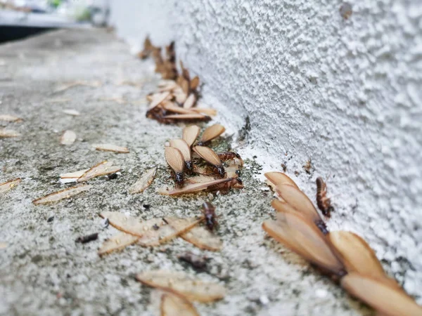 Birçok Alates Termit Yerde Kanatlı Böcek Var — Stok fotoğraf