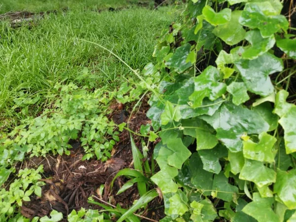 Scéna Divokého Lezení Nebo Splétání Vinné Révy Plantáži — Stock fotografie