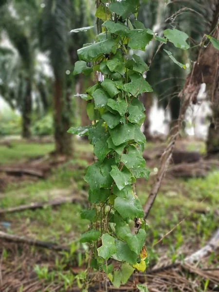 种植园中野生攀爬或缠绕藤蔓杂草的场景 — 图库照片