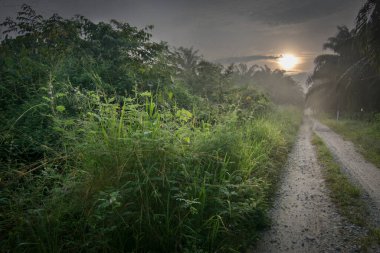 Sabahın erken saatlerinde Asya kırsalında