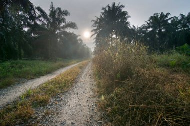 Sabahın erken saatlerinde Asya kırsalında