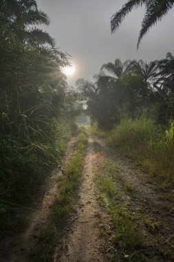 İzole edilmiş tarlalara sessiz kumlu yol