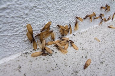 Many Alates termite winged insect on the floor. clipart