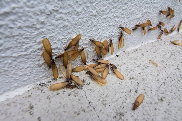 Viele Alates Termiten Flügelinsekten Auf Dem Boden — Stockfoto