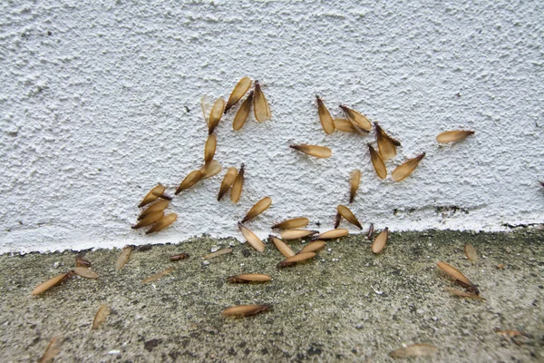 Birçok Alates Termit Yerde Kanatlı Böcek Var — Stok fotoğraf
