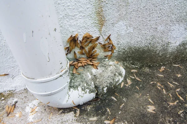 床の上の多くのシロアリの羽の虫 — ストック写真