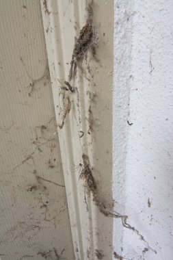 Boş binanın duvarında, penceresinde ve kapısında ağ ipliği