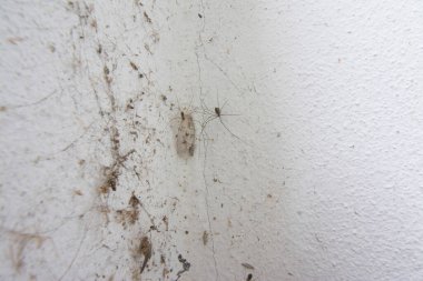 Boş binanın duvarında, penceresinde ve kapısında ağ ipliği