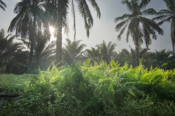 Feuillage Sauvage Autour Plantation Palmiers Huile — Photo