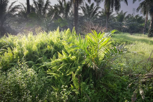 Yağ Palmiyesinin Etrafındaki Yabani Yapraklar — Stok fotoğraf